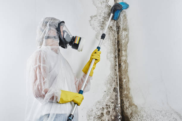 Best Black Mold Removal  in Orlando, FL