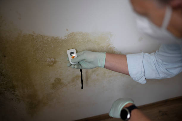 Best Toxic Mold Removal  in Orlando, FL