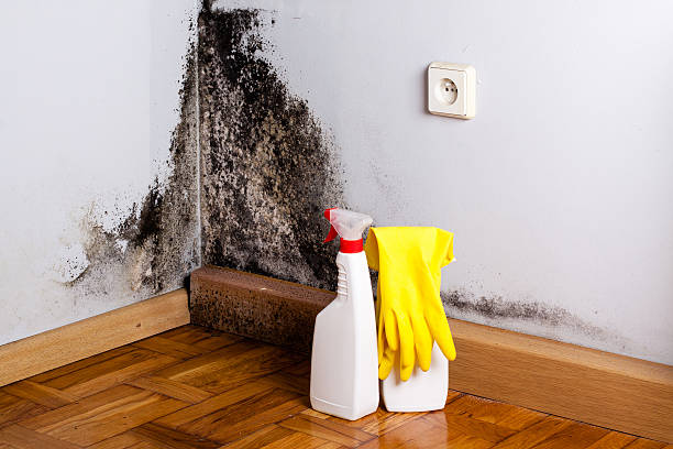 Best Crawl Space Mold Removal  in Orlando, FL